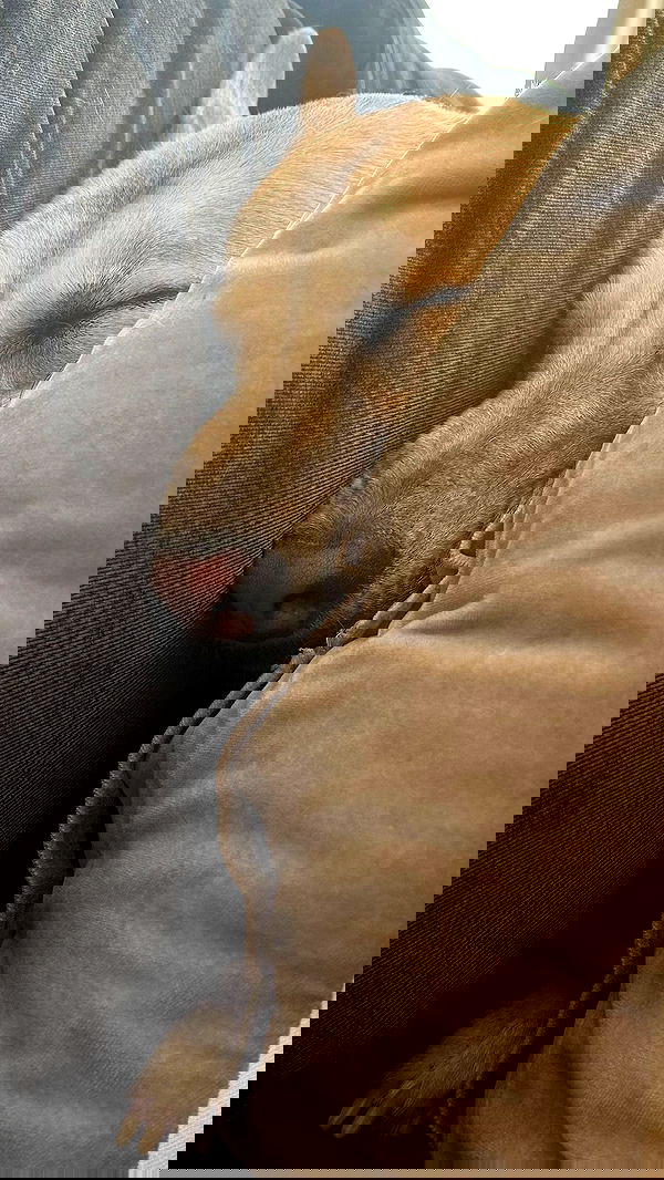 liashaked liashaked archive image