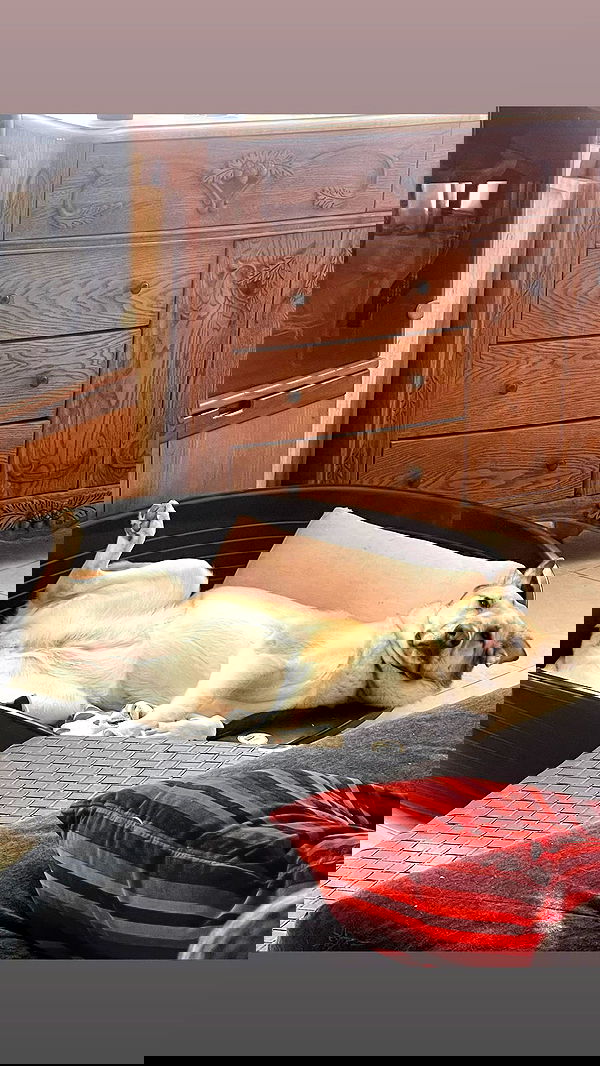 liashaked liashaked archive image