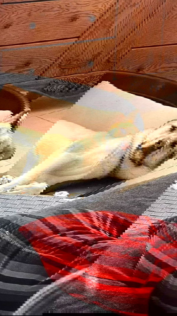 liashaked liashaked archive image