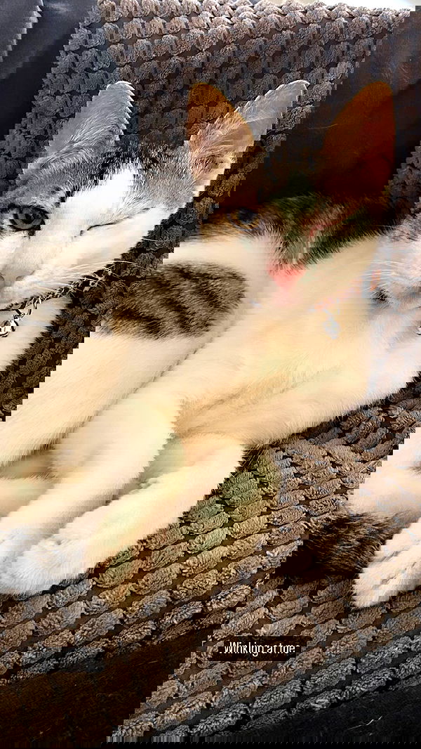 liashaked liashaked archive image