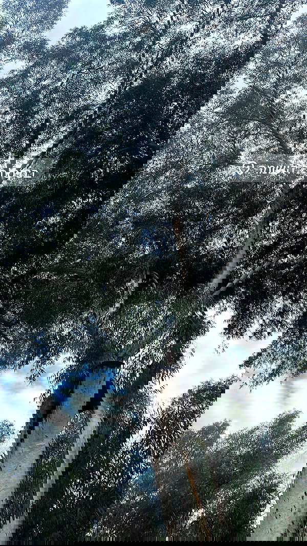 liashaked liashaked archive image