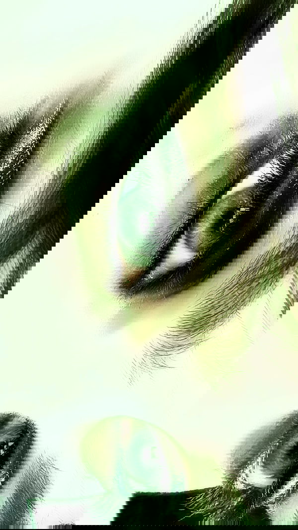 liashaked liashaked archive image