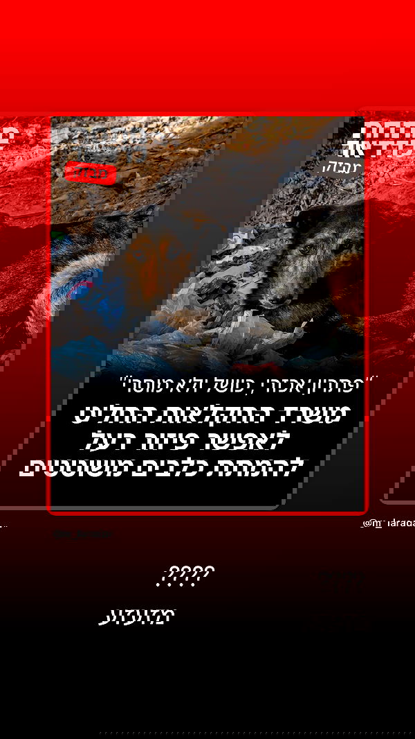 liashaked liashaked archive image