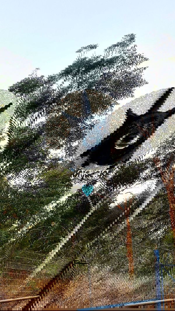 liashaked liashaked archive image