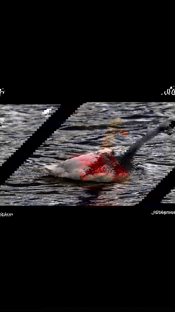 liashaked liashaked archive image