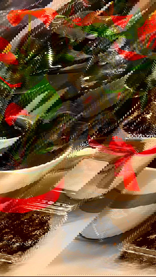 liashaked liashaked archive image