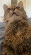 libbycannon_ Altpins Profile Picture