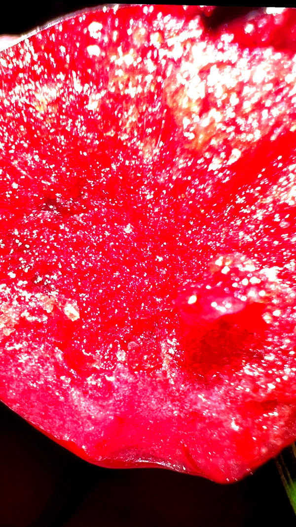 liiuuarr liiuuarr archive image