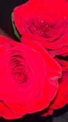 liiuuarr Altpins Profile Picture