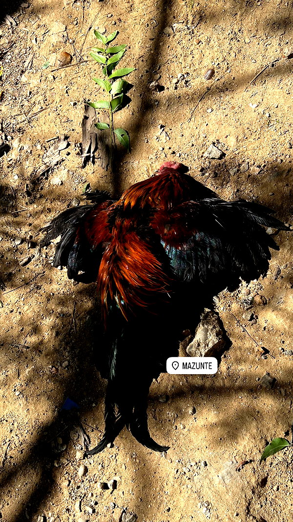 liiuuarr liiuuarr archive image