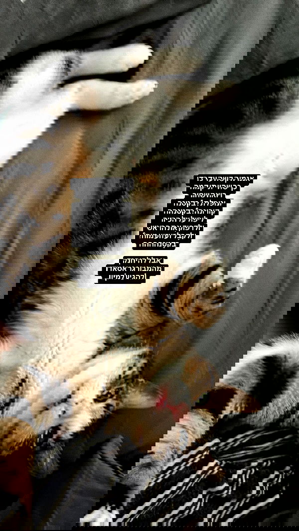 lila.garnik lila.garnik archive image