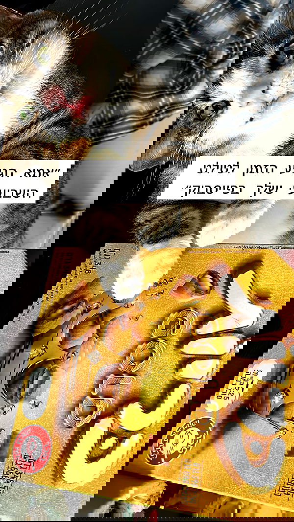 lila.garnik lila.garnik archive image