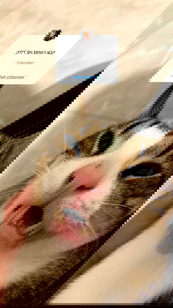 lila.garnik lila.garnik archive image