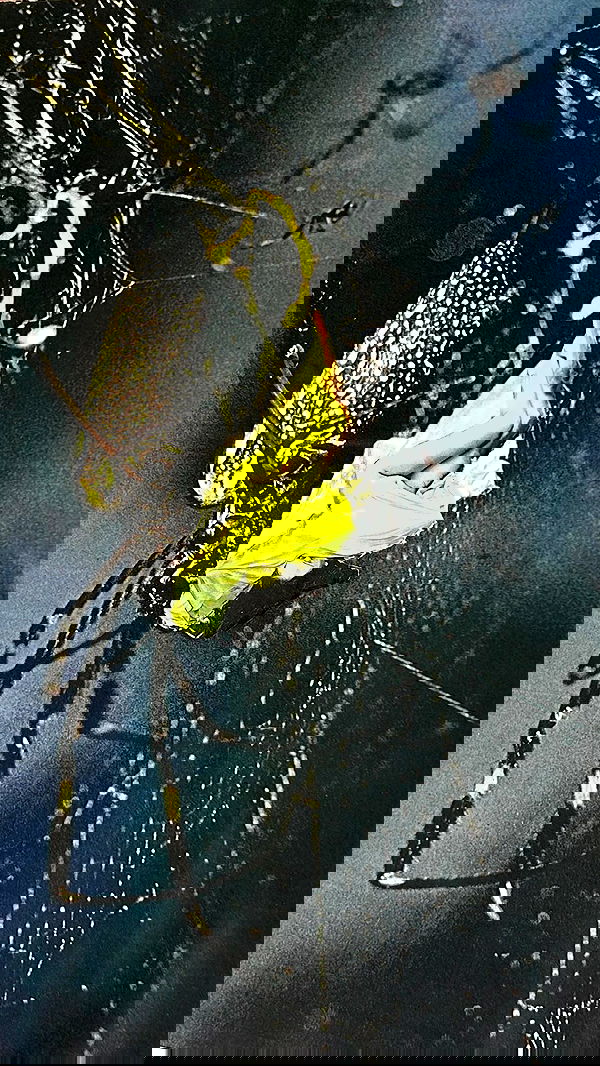 lila.garnik lila.garnik archive image