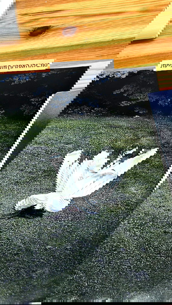 lila.garnik lila.garnik archive image