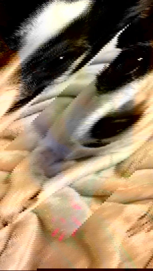 lilarosepalaza lilarosepalaza archive image