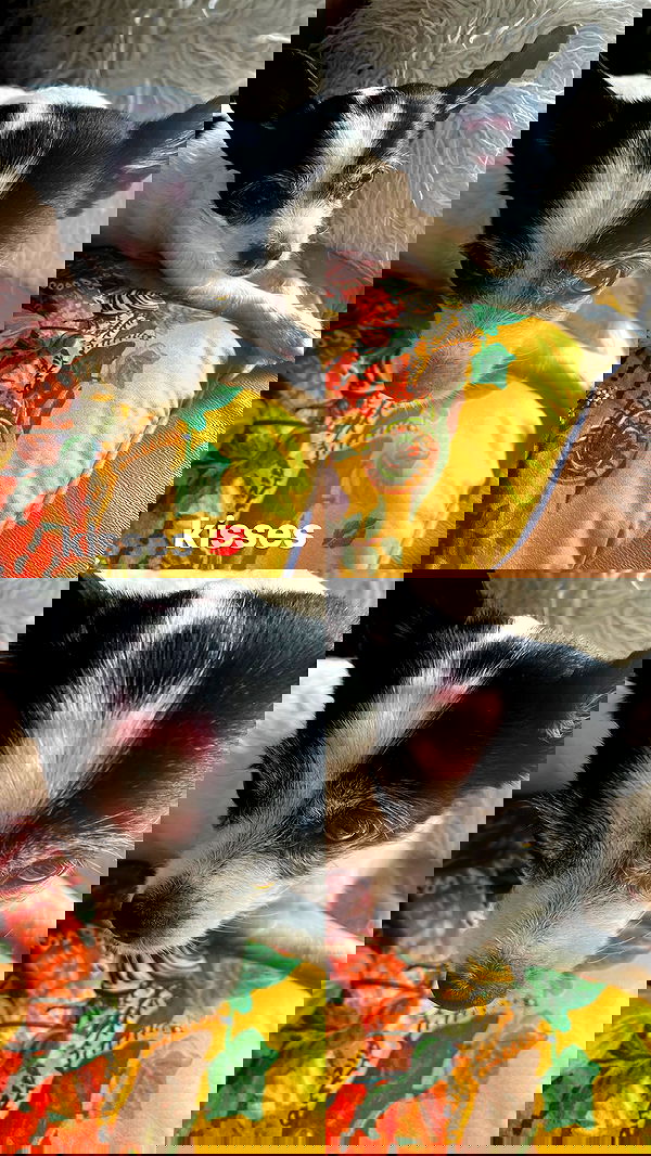 lilarosepalaza lilarosepalaza archive image