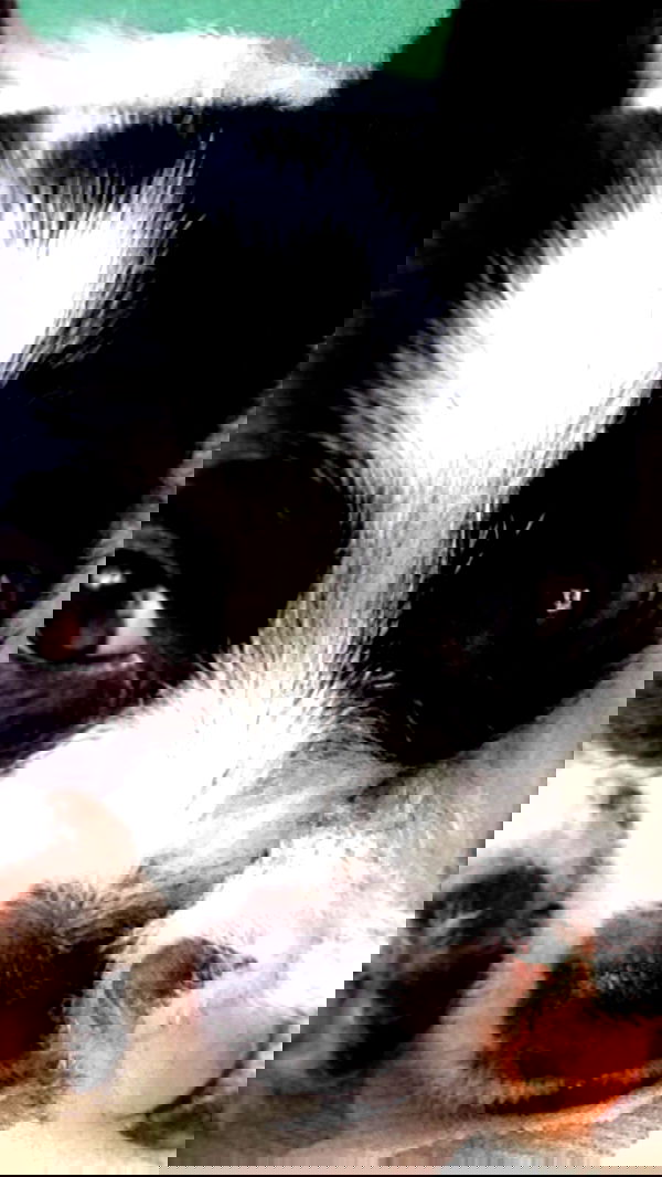 lilarosepalaza lilarosepalaza archive image