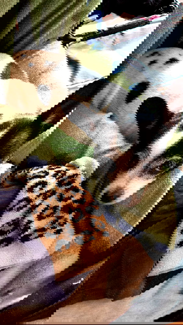 lilarosepalaza lilarosepalaza archive image