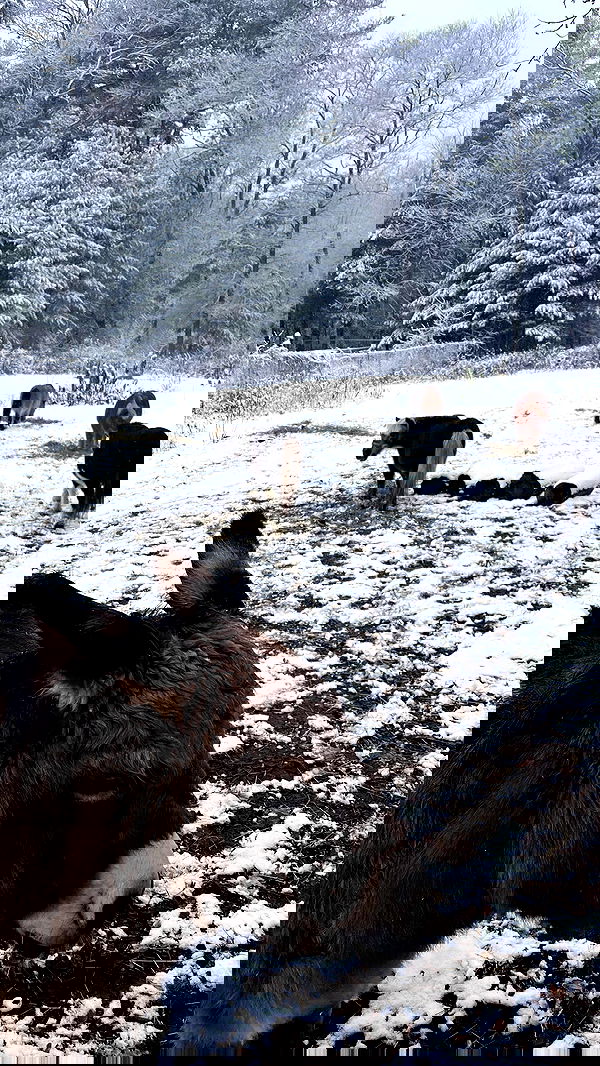 lilarosepalaza lilarosepalaza archive image