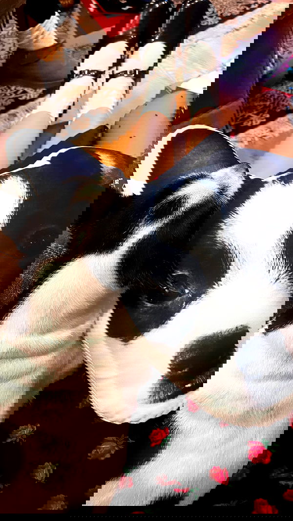 lilarosepalaza lilarosepalaza archive image