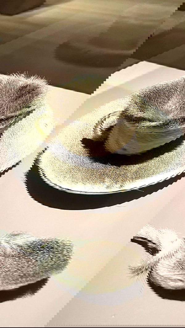 lilarosepalaza lilarosepalaza archive image