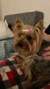 lilicapie Altpins Profile Picture