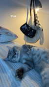 lilicapie Altpins Profile Picture