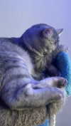 lilicapie Altpins Profile Picture