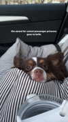 lilsyourfav Altpins Profile Picture