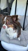 lilsyourfav Altpins Profile Picture