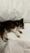 lilsyourfav Altpins Profile Picture