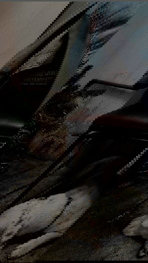 linnnh__h linnnh__h archive image