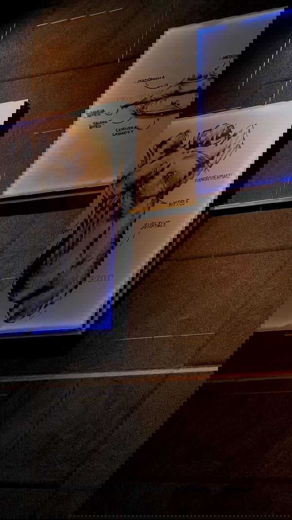 linnnh__h linnnh__h archive image