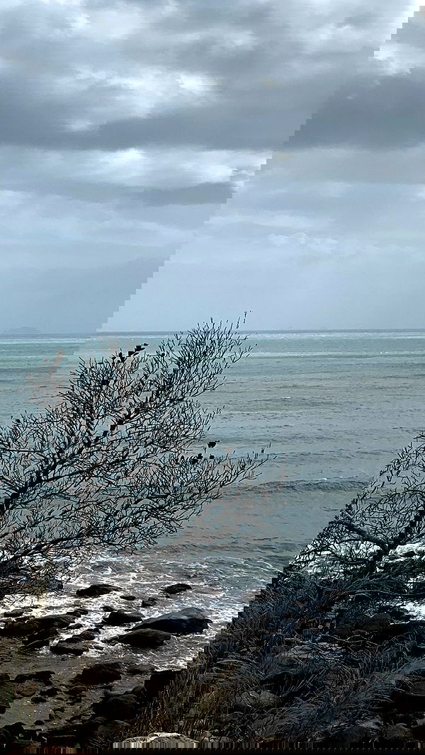 linnnh__h linnnh__h archive image