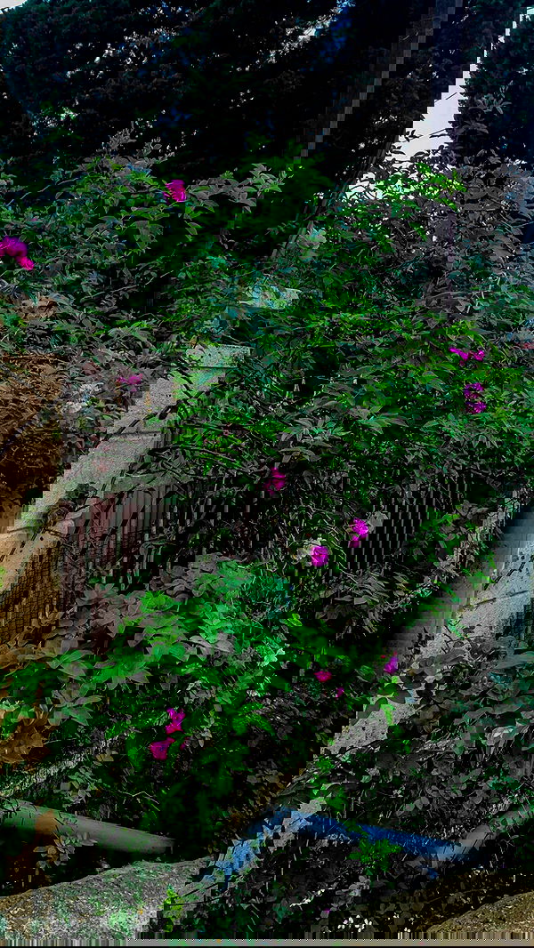 linnnh__h linnnh__h archive image