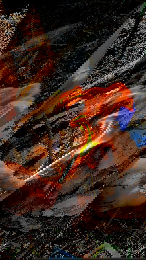 linnnh__h linnnh__h archive image