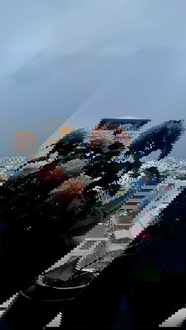 linnnh__h linnnh__h archive image