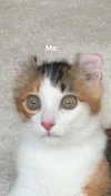 linzor Altpins Profile Picture
