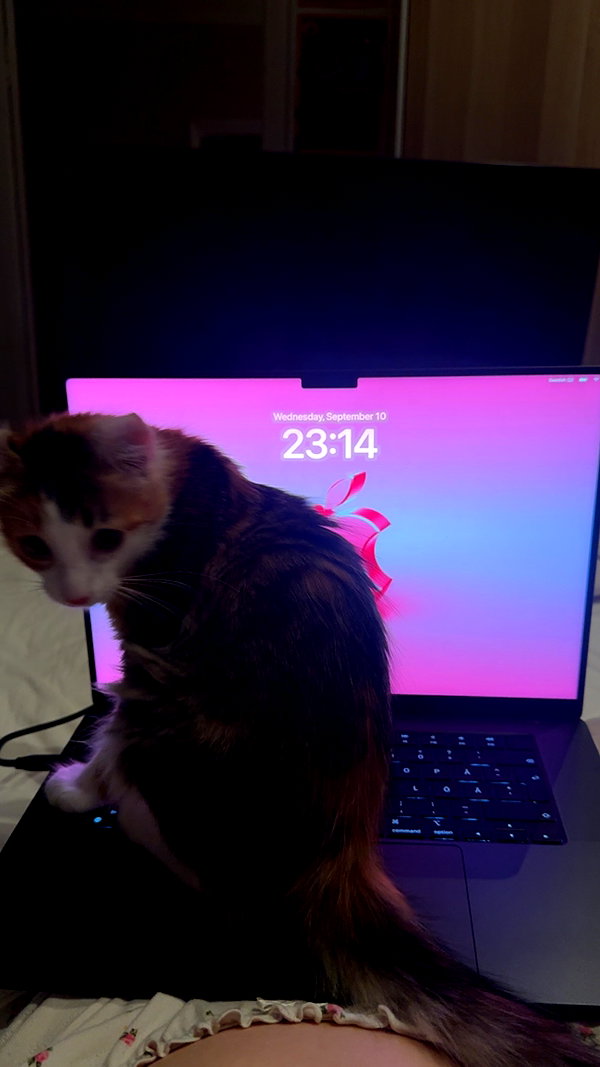 linzor instagram image archive image