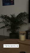 lior_levrun Altpins Profile Picture