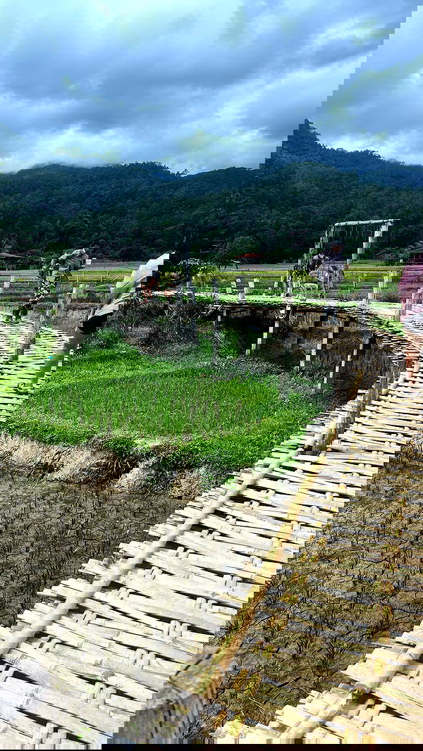 lior_lotati lior_lotati archive image