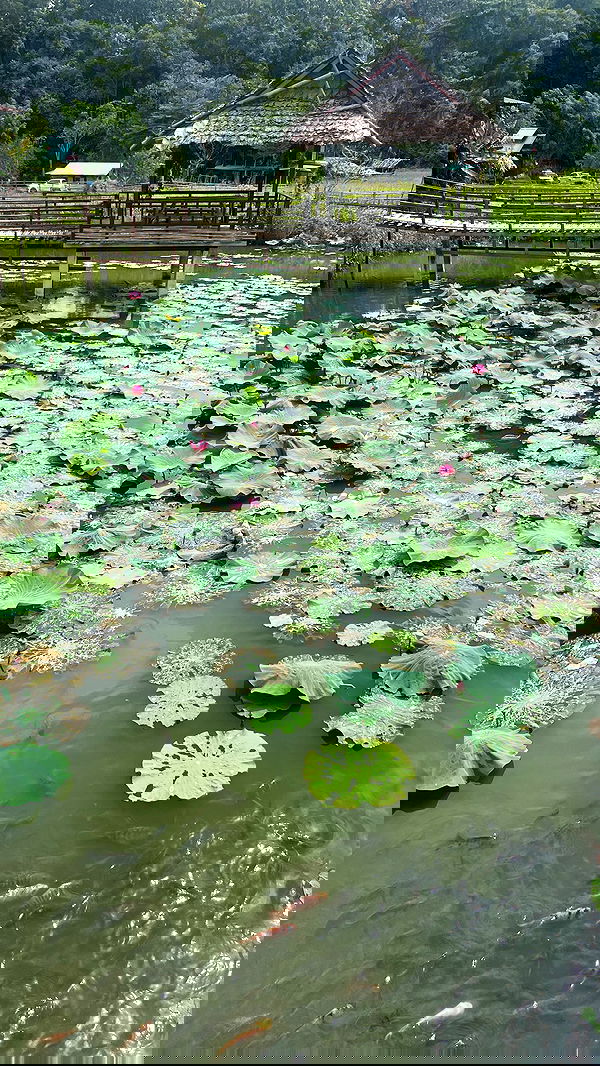 lior_lotati lior_lotati archive image