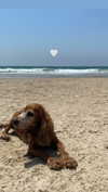 lir.noam Altpins Profile Picture