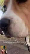 lir.noam Altpins Profile Picture