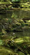 liron_haas Altpins Profile Picture