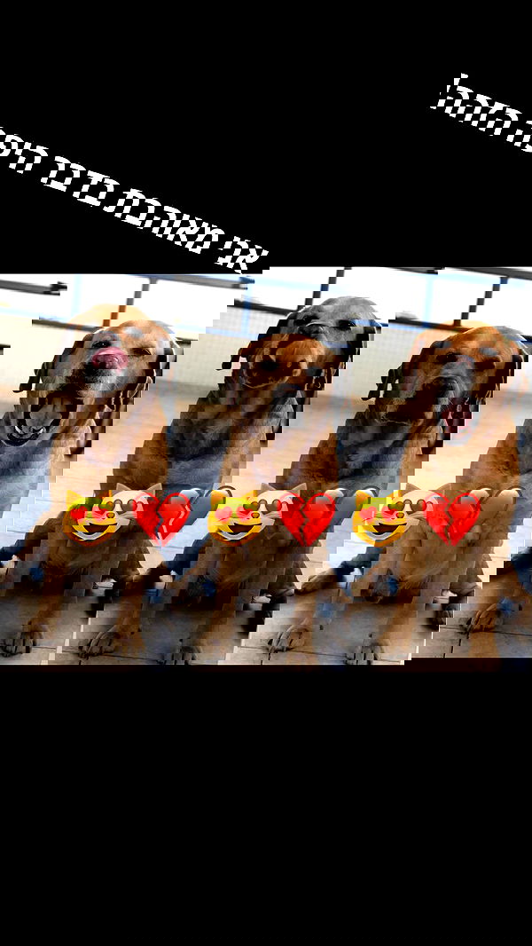 lissi77 lissi77 archive image