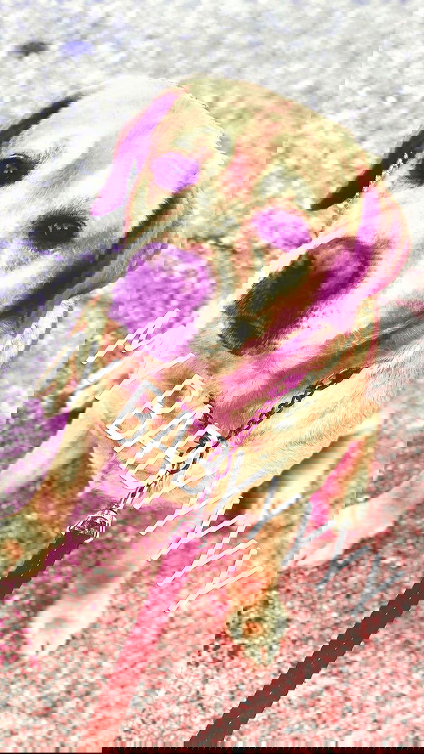 lissi77 lissi77 archive image