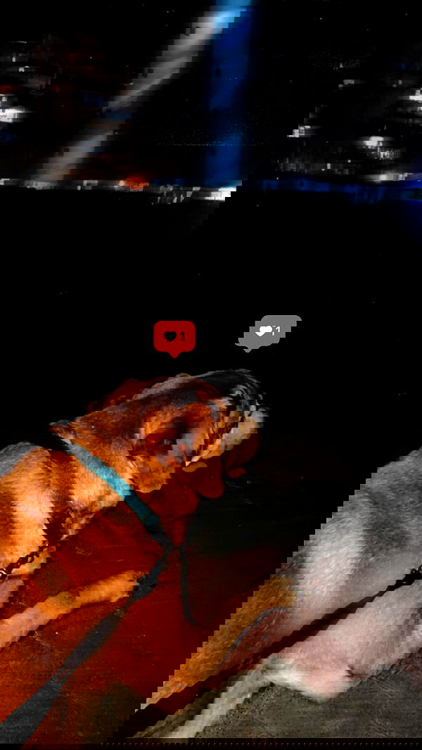 lissi77 lissi77 archive image