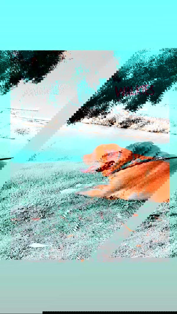 lissi77 lissi77 archive image